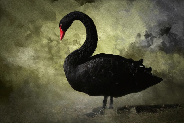black swan