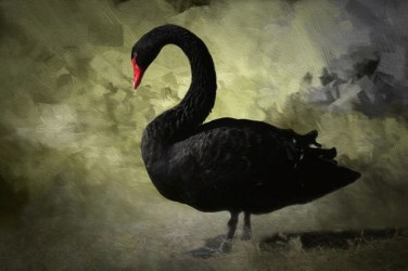 black swan